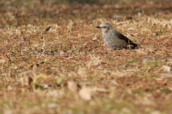 Brown-eared Bulbul Akigase Park Mon, 2/21/2022