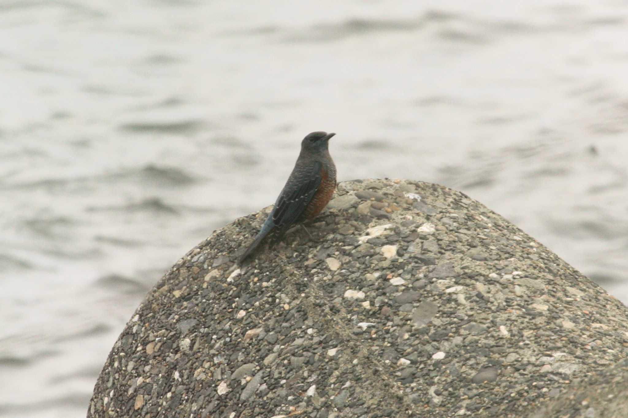 Photo of Blue Rock Thrush at 大黒海釣り公園 by Yuka