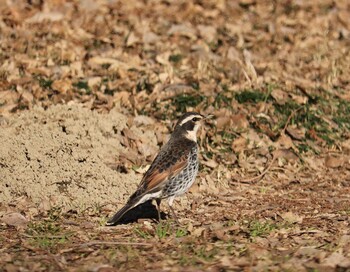 Dusky Thrush Akigase Park Mon, 2/21/2022