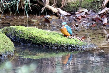 カワセミ 東高根森林公園 2022年2月24日(木)