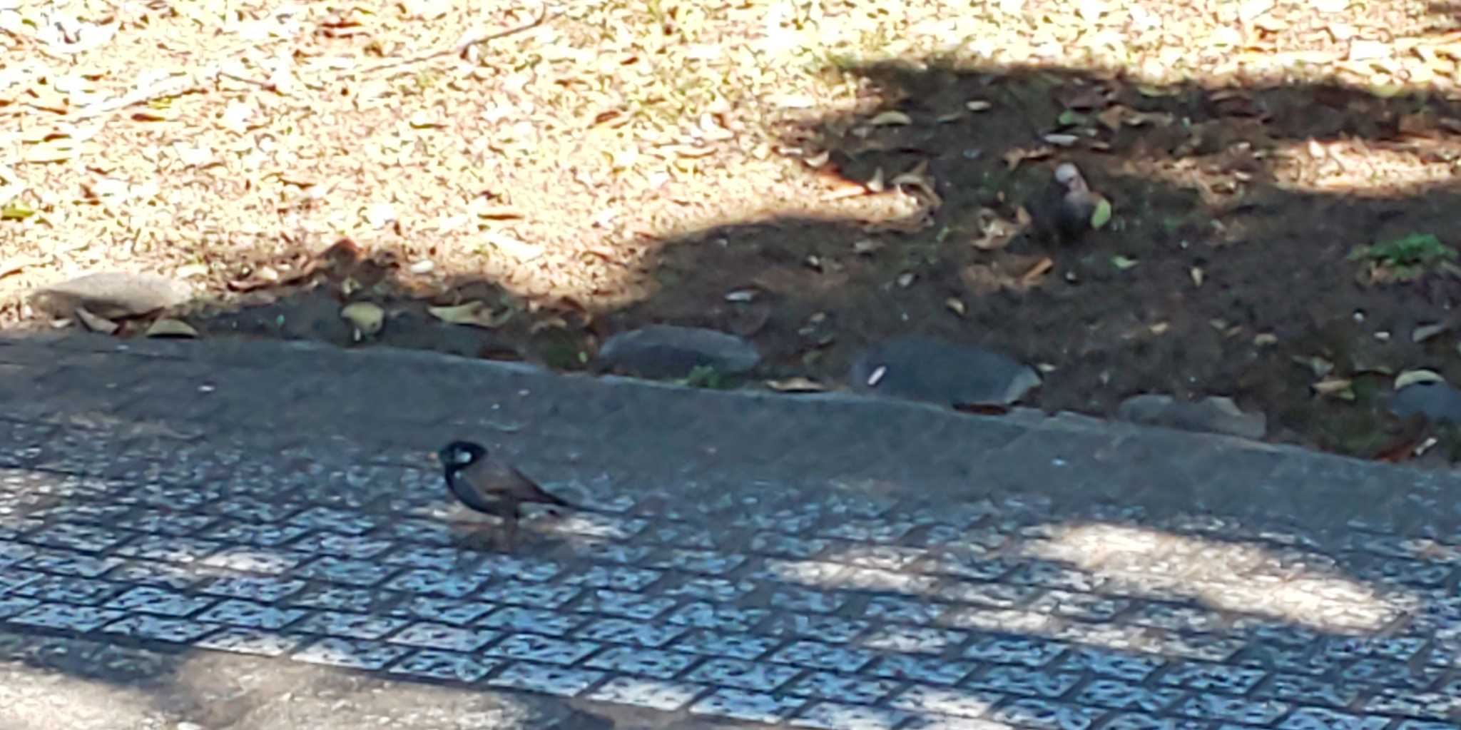 田園調布せせらぎ公園(多摩川せせらぎ公園) ムクドリの写真 by Gagasaki