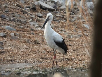 Oriental Stork 兵庫県伊丹市 Wed, 2/23/2022