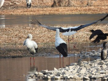 Oriental Stork 兵庫県伊丹市 Wed, 2/23/2022