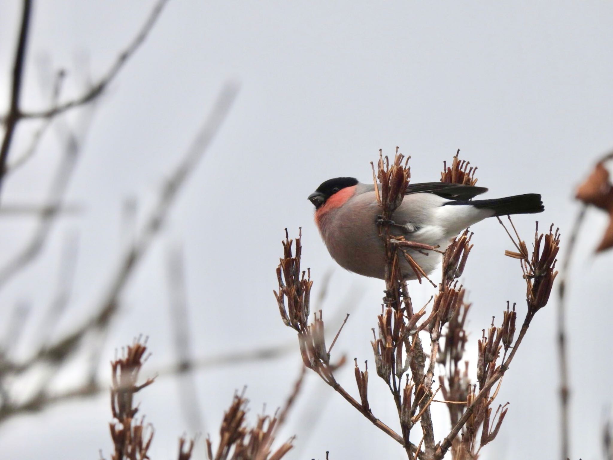 Eurasian Bullfinch(rosacea)