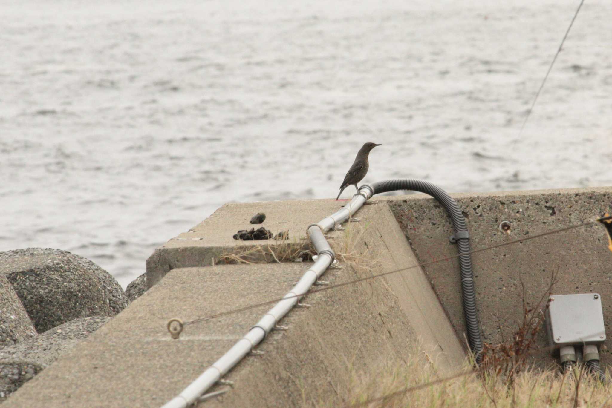 Photo of Blue Rock Thrush at 大黒海釣り公園 by Yuka