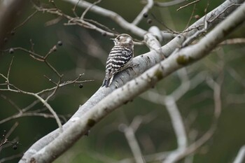 2022年2月24日(木) 松江城の野鳥観察記録