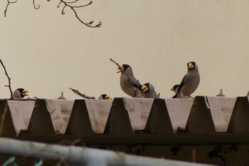 Japanese Grosbeak 大阪府 Wed, 2/23/2022