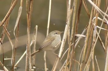 Japanese Bush Warbler 大阪府 Wed, 2/23/2022