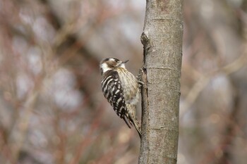 Japanese Pygmy Woodpecker 大阪府 Mon, 2/21/2022