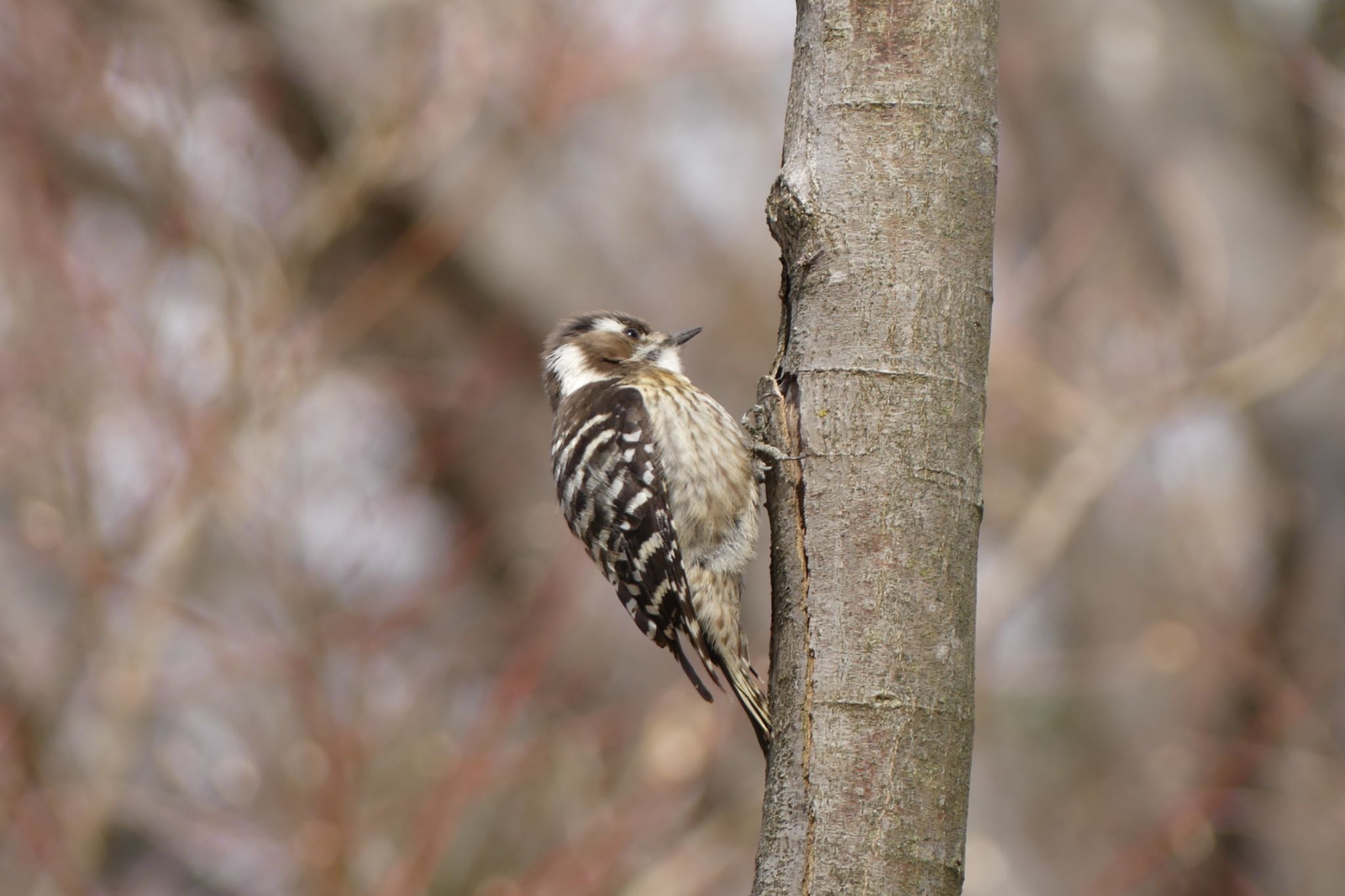 Photo of Japanese Pygmy Woodpecker at 大阪府 by ちゃうちゃう