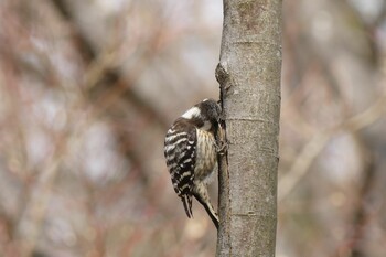 Japanese Pygmy Woodpecker 大阪府 Mon, 2/21/2022