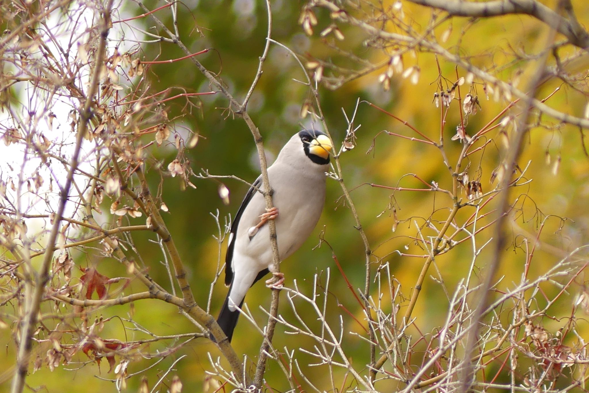 Japanese Grosbeak