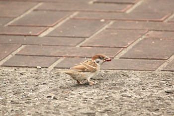 Eurasian Tree Sparrow 大黒ふ頭中央公園 Sun, 9/24/2017