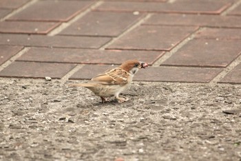 Eurasian Tree Sparrow 大黒ふ頭中央公園 Sun, 9/24/2017