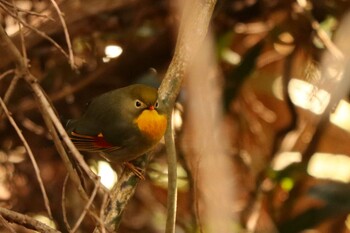 2022年2月22日(火) 湯河原の野鳥観察記録