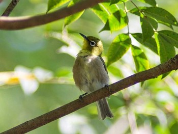 Warbling White-eye 奈良県奈良市 Sun, 9/24/2017