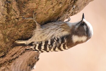 コゲラ 練馬区 2022年2月24日(木)