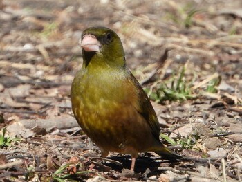 カワラヒワ 秋ヶ瀬公園 2022年2月24日(木)