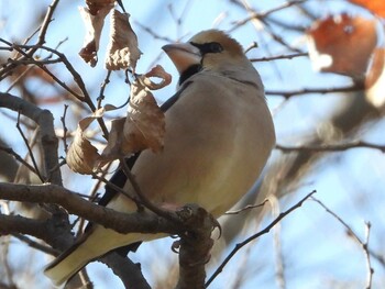 シメ 秋ヶ瀬公園 2022年2月24日(木)