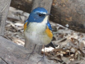 ルリビタキ 秋ヶ瀬公園(野鳥の森) 2022年2月24日(木)