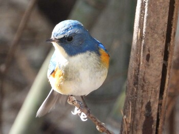 ルリビタキ 秋ヶ瀬公園(野鳥の森) 2022年2月24日(木)