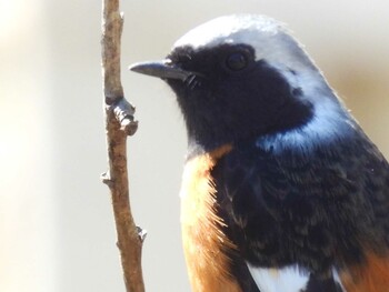 Daurian Redstart 実家 Thu, 2/24/2022