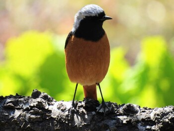 Daurian Redstart 実家 Thu, 2/24/2022