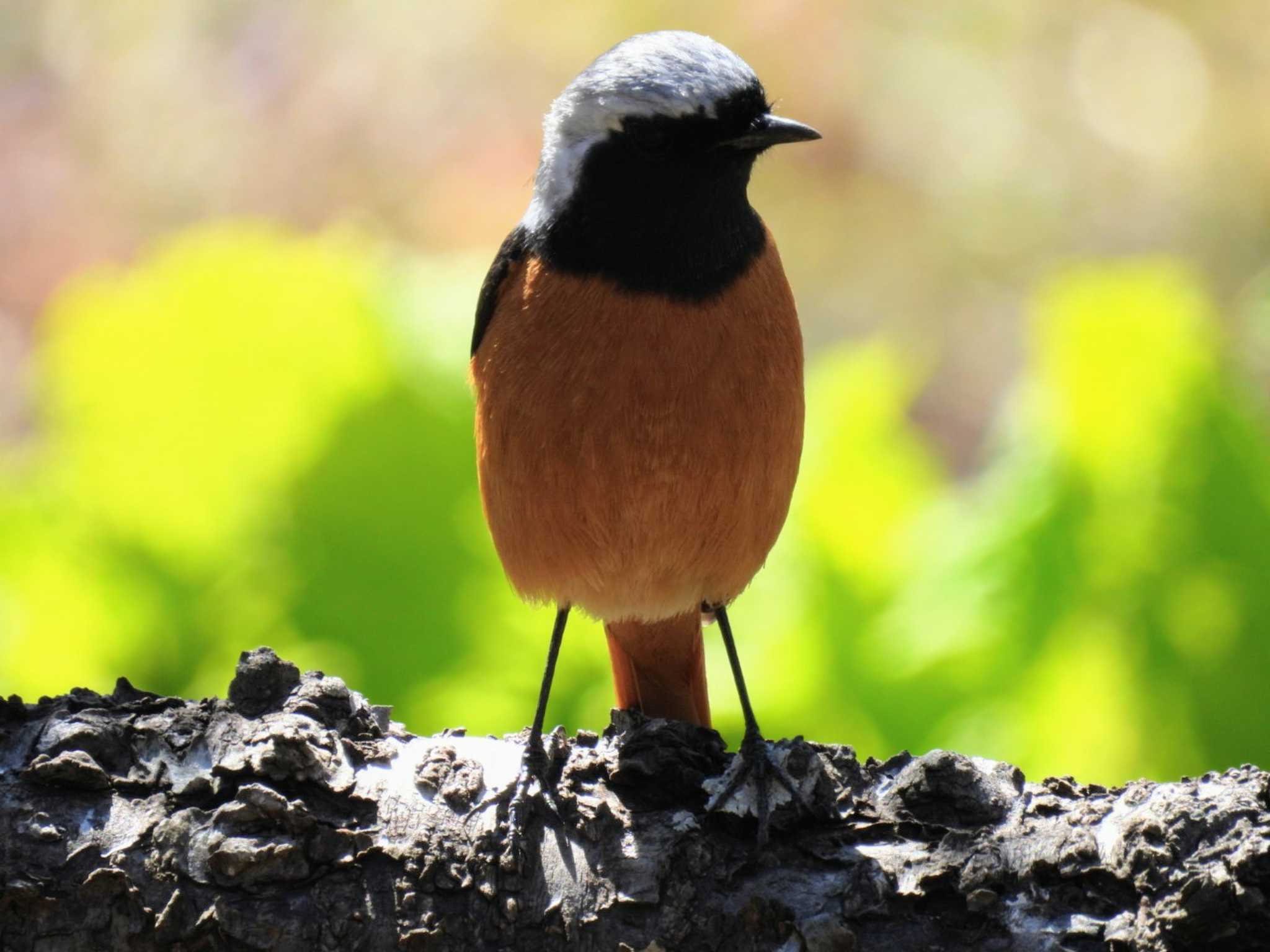 Photo of Daurian Redstart at 実家 by カズー