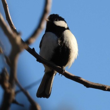 Japanese Tit 実家 Thu, 2/24/2022