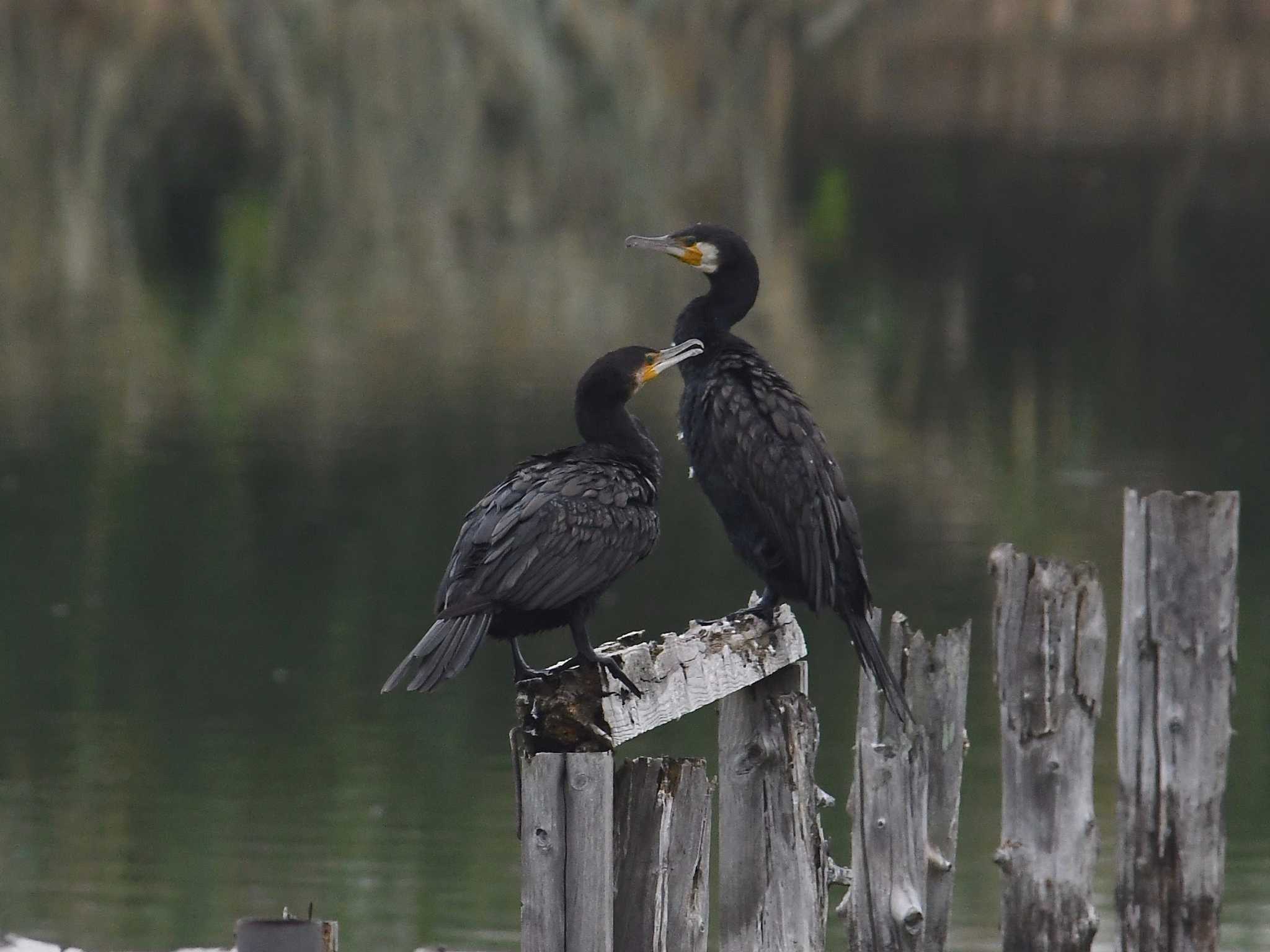 奈良県奈良市 カワウの写真