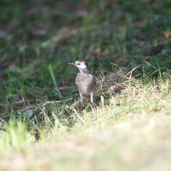 White-cheeked Starling 奈良県奈良市 Sun, 9/24/2017