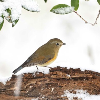 ルリビタキ 権現山(弘法山公園) 2022年2月22日(火)