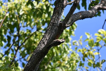 Japanese Pygmy Woodpecker Osaka castle park Sun, 9/24/2017