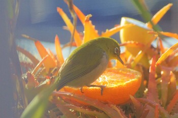 Warbling White-eye 名古屋市緑区 Thu, 2/24/2022