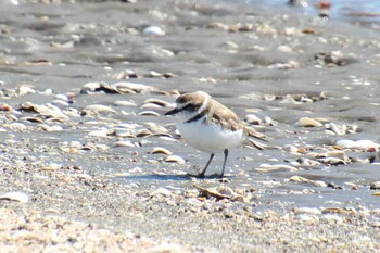 シロチドリ ふなばし三番瀬海浜公園 2022年2月23日(水)