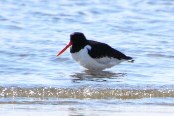 ミヤコドリ ふなばし三番瀬海浜公園 2022年2月23日(水)