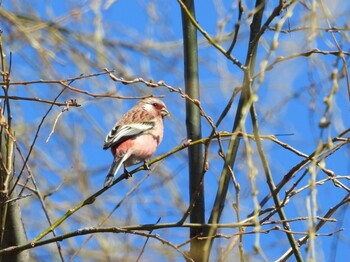 2022年2月23日(水) ふれあい松戸川の野鳥観察記録