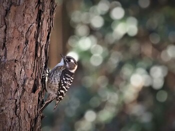 Japanese Pygmy Woodpecker 姫路市自然観察の森 Thu, 2/24/2022