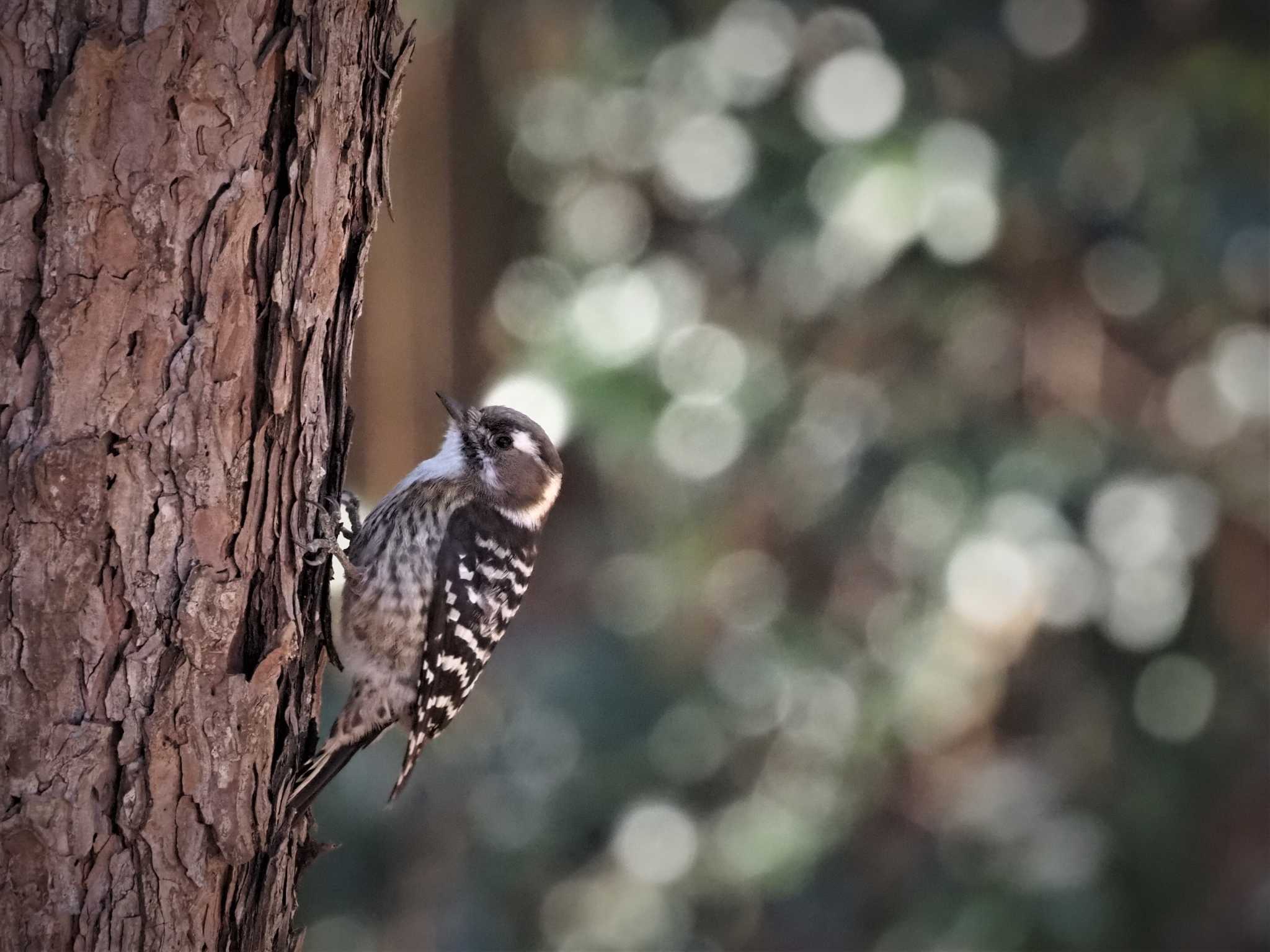 Photo of Japanese Pygmy Woodpecker at 姫路市自然観察の森 by しんちゃん