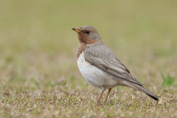 Red-throated Thrush Amami Forest Police Mon, 2/21/2022