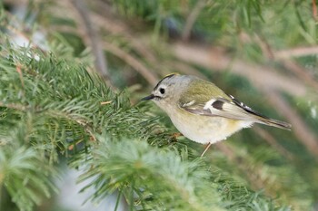 Goldcrest 北海道 Fri, 2/18/2022