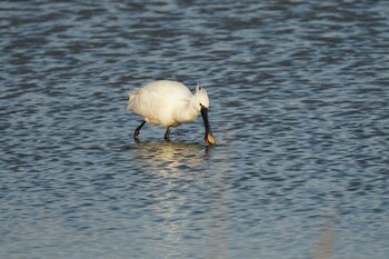 Eurasian Spoonbill 斐伊川河口 Thu, 2/24/2022