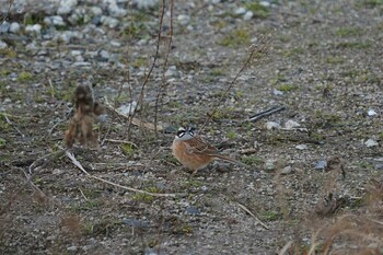 Meadow Bunting 斐伊川河口 Thu, 2/24/2022