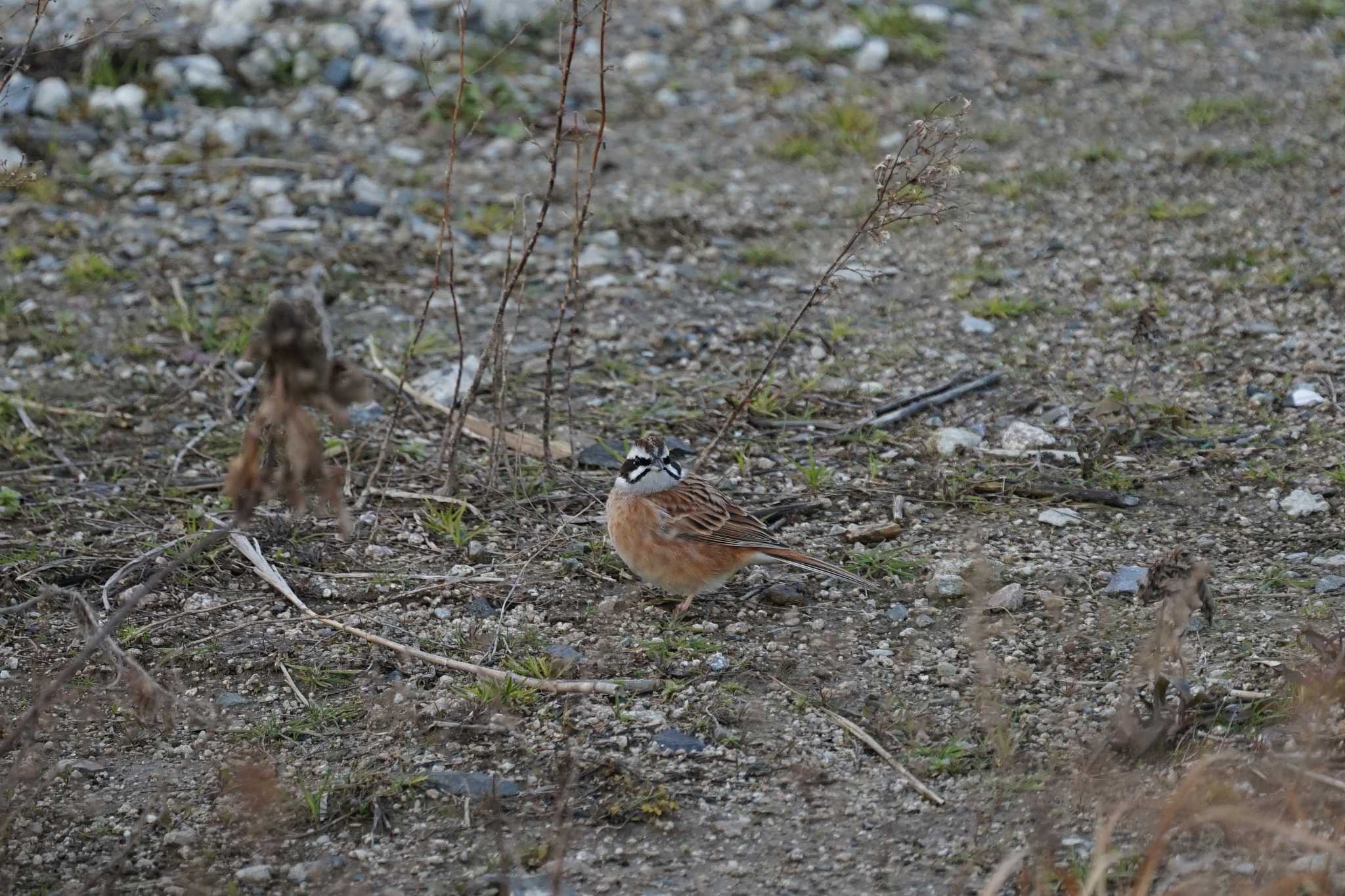 Photo of Meadow Bunting at 斐伊川河口 by ひらも