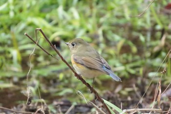 ルリビタキ 各務野自然遺産の森 2022年2月24日(木)