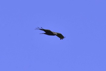 Crested Honey Buzzard Shirakaba-touge Tue, 9/19/2017