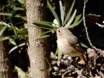 Daurian Redstart Shinjuku Gyoen National Garden Wed, 2/23/2022