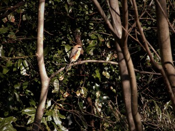 Bull-headed Shrike 明治神宮北池 Thu, 2/24/2022