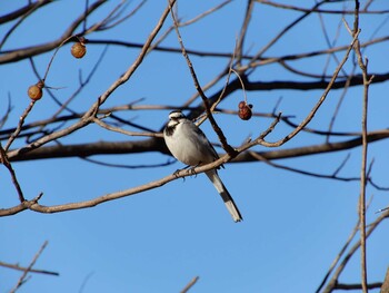 White Wagtail 明治神宮北池 Thu, 2/24/2022