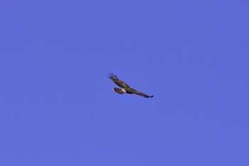 Crested Honey Buzzard Shirakaba-touge Tue, 9/19/2017